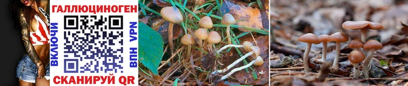 закладка Южа Псилоцибиновые грибы Psilocybine cubensis